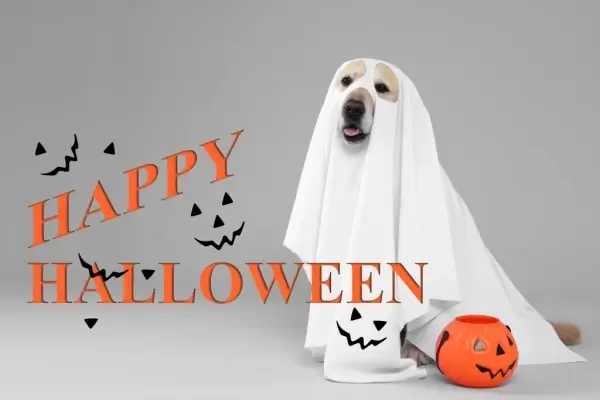 Happy Halloween from TST Financial Inc.